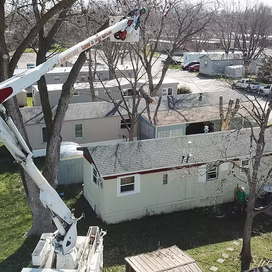 Tree Trimming & Removal
